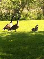 The Canada goose familia